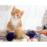 Yarn