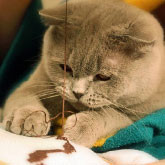 Embroidery